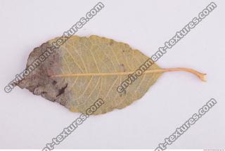 Photo Texture of Leaf 0089